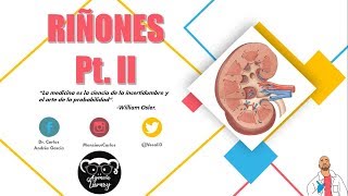 Anatomía  Riñón Pt II Corteza Médula Seno Renal Vasos y Nervios [upl. by Sassan]