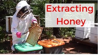 Beekeeping for beginners Extracting honey [upl. by Ez199]