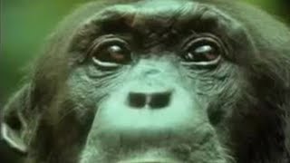 Chimpanzees Team Up to Attack a Monkey in the Wild  BBC Studios [upl. by Flossie205]