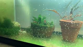 Daphnia Culturing Snails or no snails [upl. by Ovatsug420]