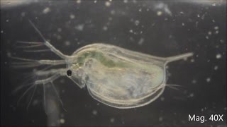 Daphnia magna under the Microscope [upl. by Suzzy]