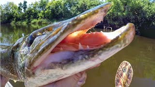 Pike And Muskie Were CRUSHING The Whopper Plopper [upl. by Dott]