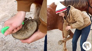 How To Clean A Horses Hooves The Easy Way [upl. by Studner]