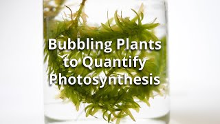 Bubbling Plants Experiment to Quantify Photosynthesis [upl. by Atsedom]