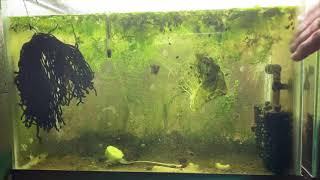 Scuds Daphnia Cherry Shrimp Copepods My aquatic food culture [upl. by Samson]