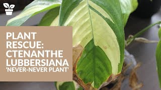 Plant Rescue Ctenanthe Never Never Plant [upl. by Eirellav]