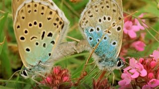 Beautiful Butterfly Moments  BBC Earth [upl. by Dey]