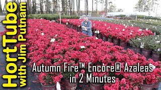 Autumn Fire™ Encore® Azaleas in 2 Minutes [upl. by Holle]