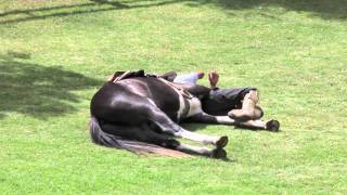 Horse Whispering in Argentina [upl. by Mattheus]