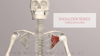 Subscapularis Shoulder Series Part 9 3D Animation [upl. by Odelia]