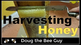 Harvesting Honey  How to harvest honey from a beehive [upl. by Aronal]