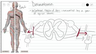 Dermatomes [upl. by Starkey]