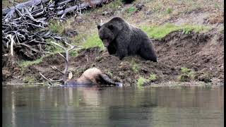 24 Hours After Grizzly Kills Bull Elk in Yellowstone [upl. by Fryd]