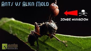 Ants vs Alien Mold [upl. by Smitty474]