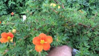 Potentilla Hopleys Orange [upl. by Ailuj]