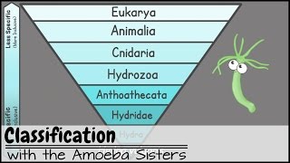 Classification [upl. by Acirretal]