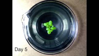 Timelapse Video of Duckweed Growth [upl. by Laurianne]