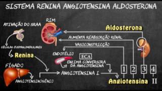 Sistema renina angiotensina aldosterona [upl. by Kingsbury]