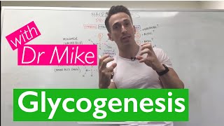 Glycogenesis amp Glycogenolysis [upl. by Vasileior]