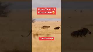 Lion affamé VS phacochère [upl. by Ailemap372]