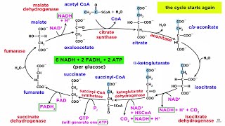 Cellular Respiration Part 2 The Citric Acid Cycle [upl. by Mendy218]