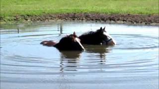 HORSES BLOWING BUBBLES IN THE WATER [upl. by Etta]