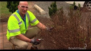 How do I prune a spirea bush  Ask BrightView [upl. by Ella]