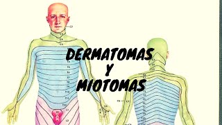 Dermatomas y Miotomas  By TOP [upl. by Ricardama700]