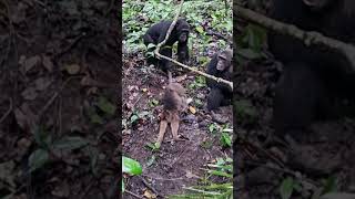 BRUTAL CHIMPANZEES OF MAHALE [upl. by Nylave]