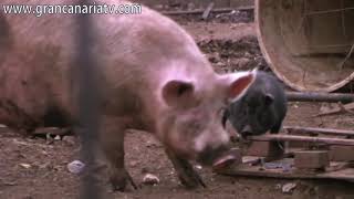 ⭕🐽🐷EL GRAN CERDO  The big PIG🐷🐽⭕🐖🐗 [upl. by Viridissa]