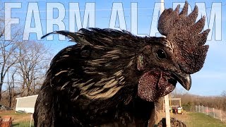 Selective Breeding Ayam Cemani for BEST Hatching Eggs [upl. by Edison]