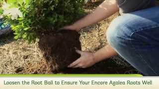 How To Plant Reblooming Encore Azaleas [upl. by Reviel]