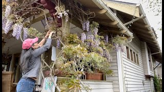 Spring Cleaning amp Transplanting Growing Wisteria Tree And Bellissima Potentilla [upl. by Gardell]