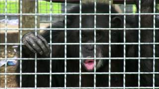 Chimpanzee Testing Is it the Beginning of the End [upl. by Atirhs123]