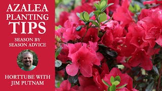 Azalea Planting Tips  Season by Season Advice [upl. by Wilmer]