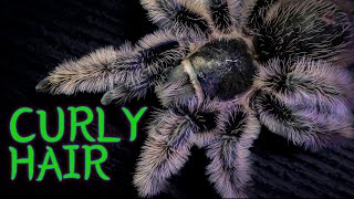 Curly Hair Tarantula TliltocatlBrachypelma albopilosus Care amp Husbandry [upl. by Forta]