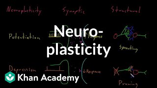 Neuroplasticity  Nervous system physiology  NCLEXRN  Khan Academy [upl. by Craggie935]