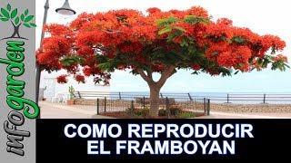 Como reproducir y fertilizar el FRAMBOYAN [upl. by Mohammad]