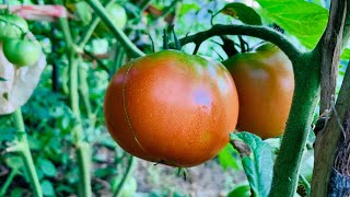 Better Boy Tomato  Plant Profile [upl. by Foscalina]