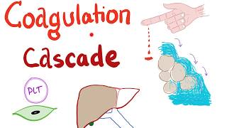 The Coagulation Cascade  Intrinsic amp Extrinsic Most COMPREHENSIVE Explanation  Hematology [upl. by Analli557]