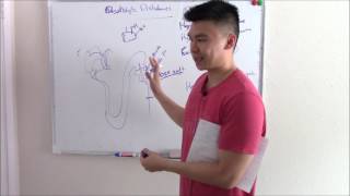 USMLE Renal 7 Electrolyte Disturbances Explained Sodium Potassium and more [upl. by Lav]