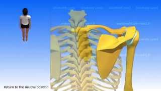 Movements of the Scapula [upl. by Franek]