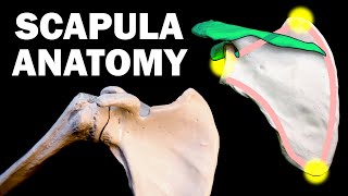 SCAPULA ANATOMY [upl. by Assyli505]