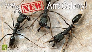 My New Awesome Ant Colony [upl. by Niraj]