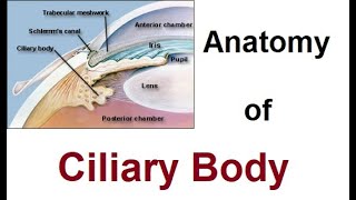 Anatomy of Ciliary Body [upl. by Aurelio396]