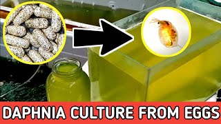 HOW TO HATCH DAPHNIA EGGS  HOW TO CULTURE DAPHNIA [upl. by Forester]