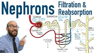 Nephrons  Filtration and Reabsorption Basics [upl. by Arrahs174]