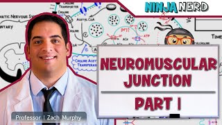 Musculoskeletal System  Neuromuscular Junction  Neuromuscular Transmission Part 1 [upl. by Ruford]