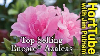 Top 10 Encore® Azaleas  Repeat Flowering Azaleas [upl. by Asikal]