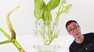 How To Propagate Pothos Cuttings  2 BEST Methods [upl. by Schlessel]